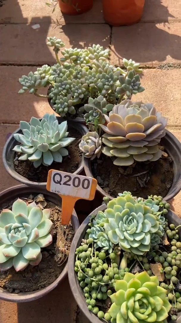 Q200多肉组合默认脱土发货