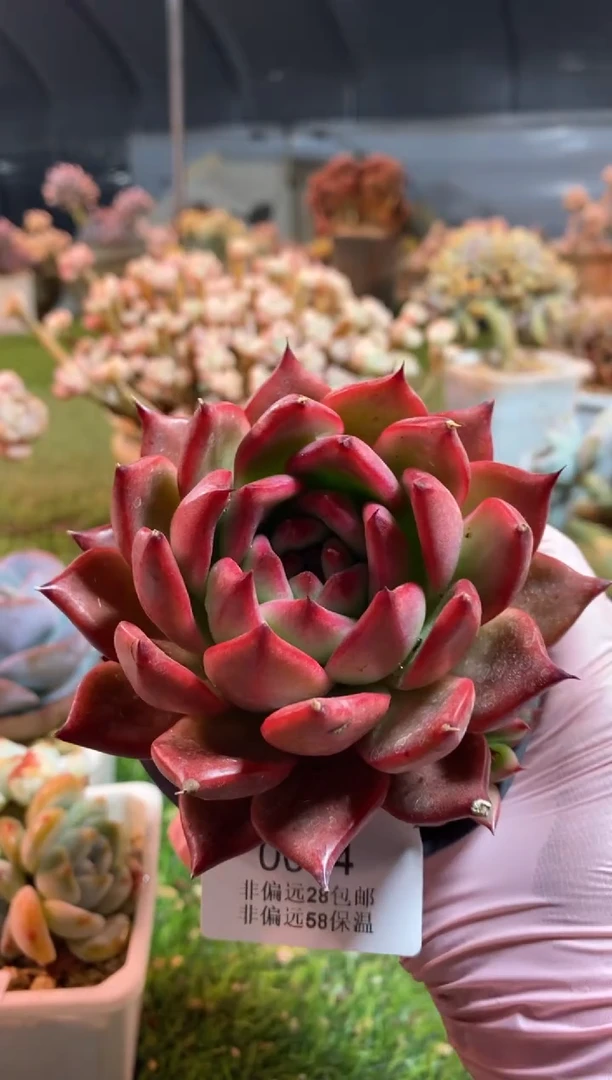 【闪购商品】0064a