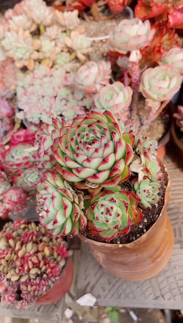 【闪购商品】23543