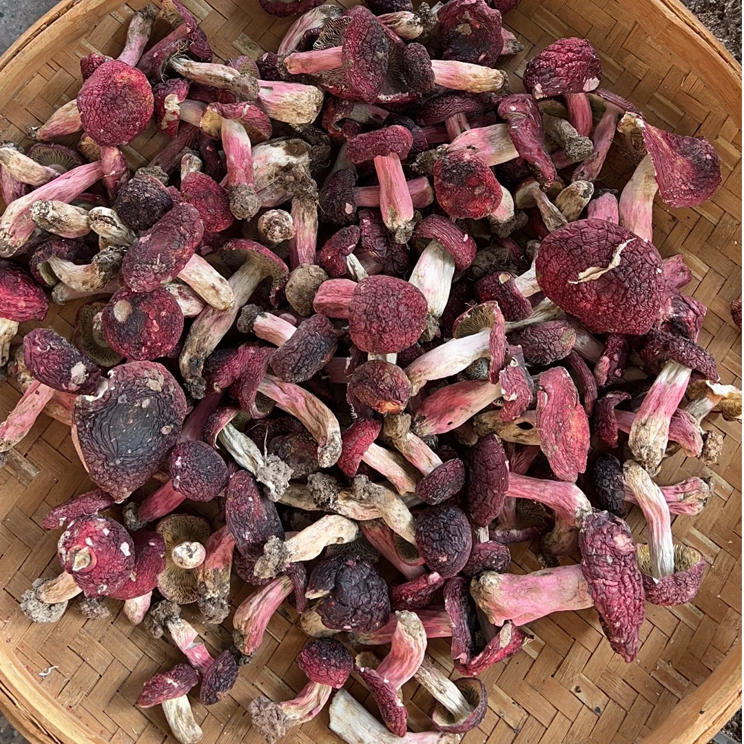 福建永安安砂正红菇蓝底新菇统标干货特产红菇煲汤炖汤菌菇月子菇