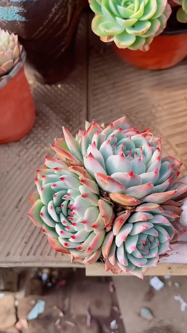 【闪购商品】17174