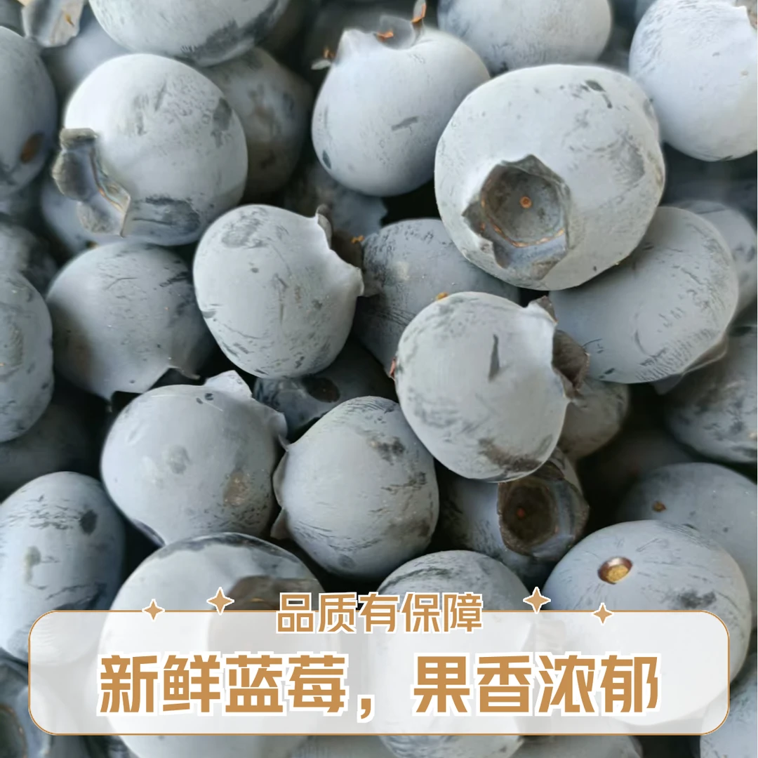 顺丰花香纯甜2斤装花香蓝莓大果新鲜采摘爆汁水果18mm-22mm以下江苏省连云港江苏省