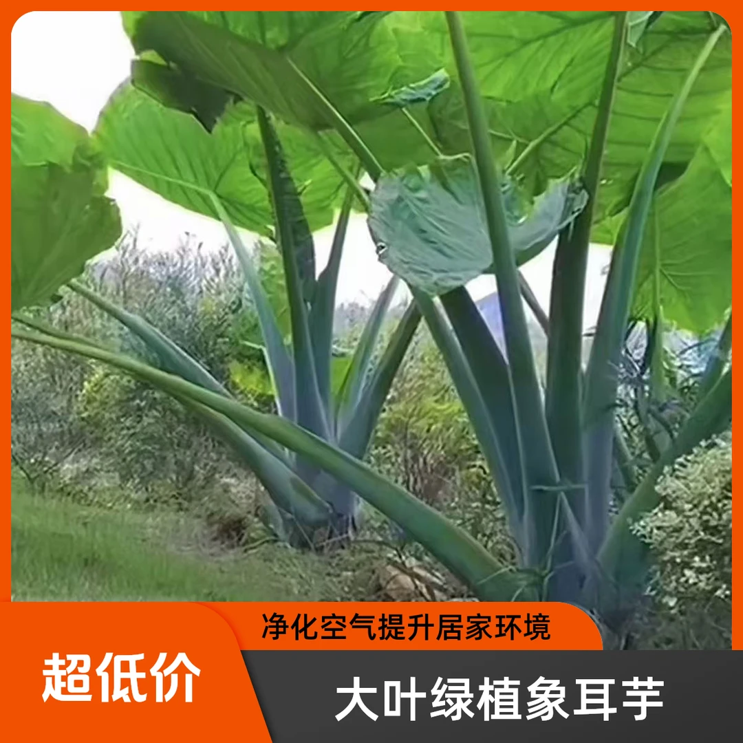 客厅大象耳芋正宗观叶大棵情绪植物招财花园家庭象耳芋盆栽