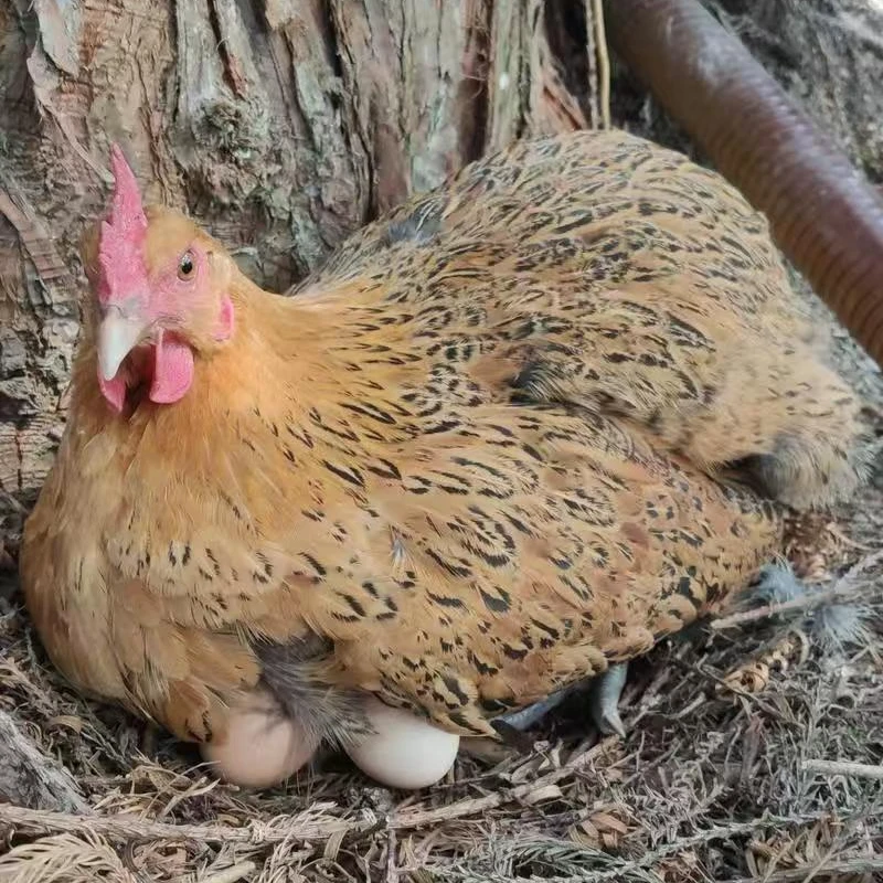 每日现捡，现发，正宗散养土鸡蛋。