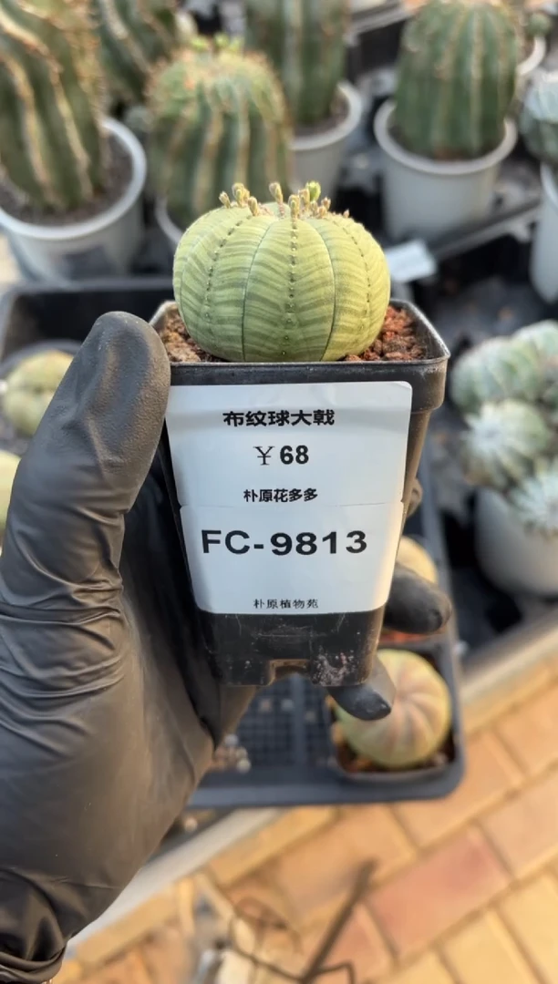 布纹球大戟FC-9813