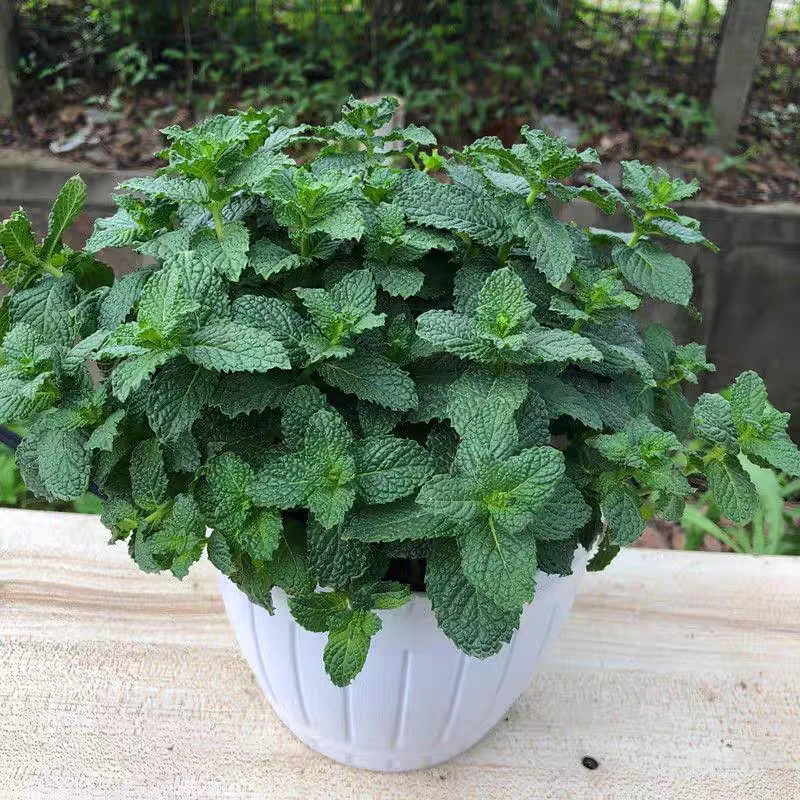 薄荷盆栽室内绿植驱蚊薄荷叶阳台花卉好养薄荷苗