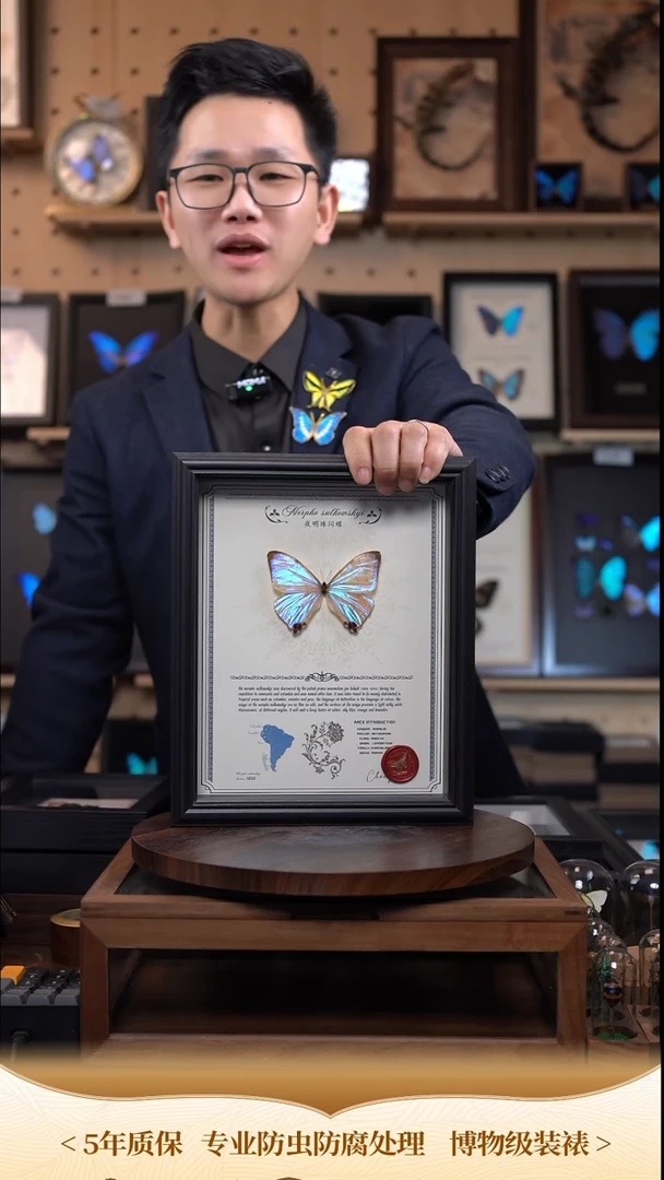 蝴蝶标本摆件竞拍夜明珠闪蝶d256