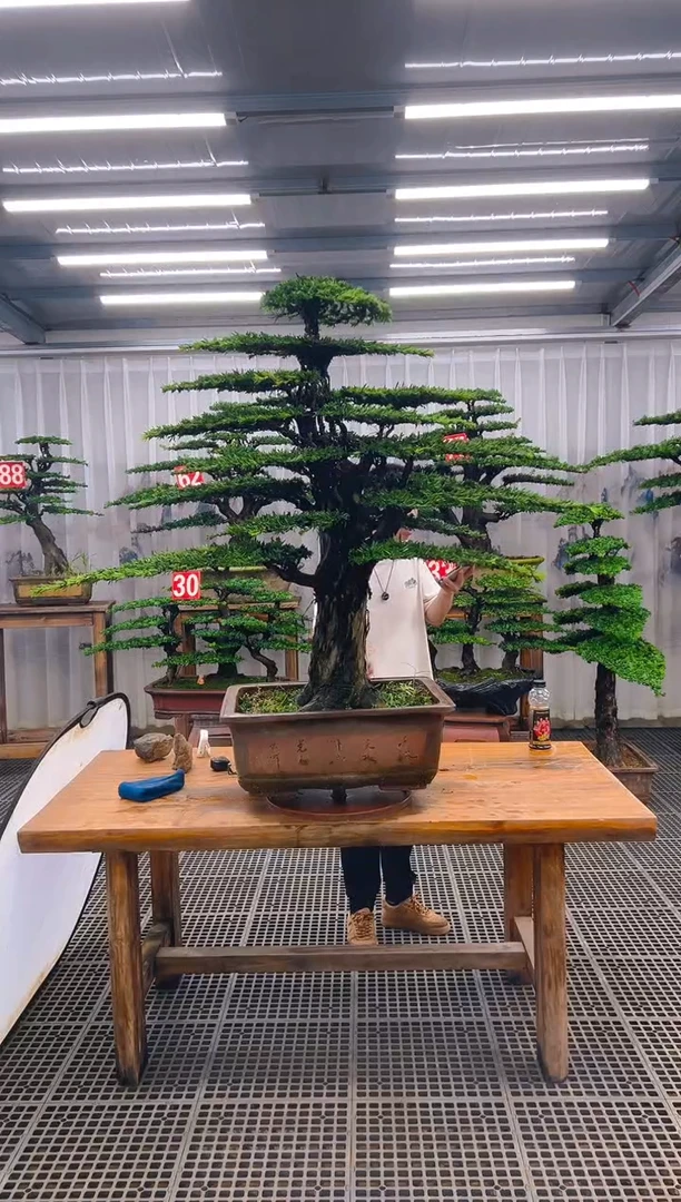 无花朵杜*阳精品盆景直播间一物一拍