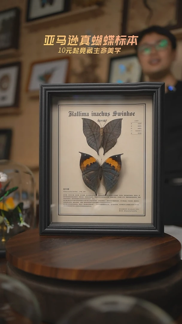 有机玻璃枯叶蝶正反两面