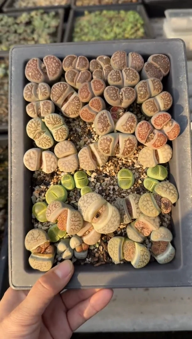 【闪购商品】17-85