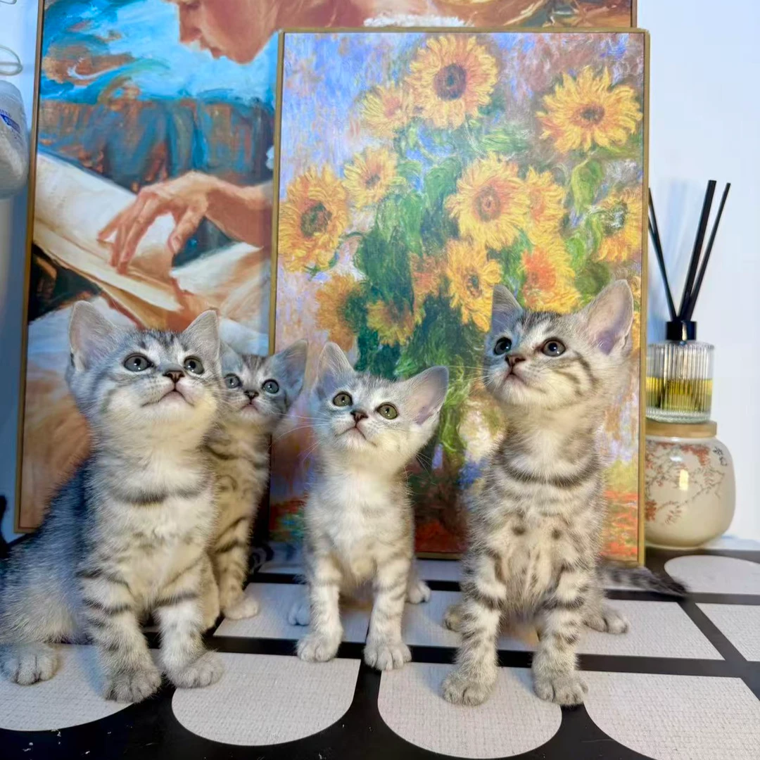 猫猫咪呀猫咪活体链接