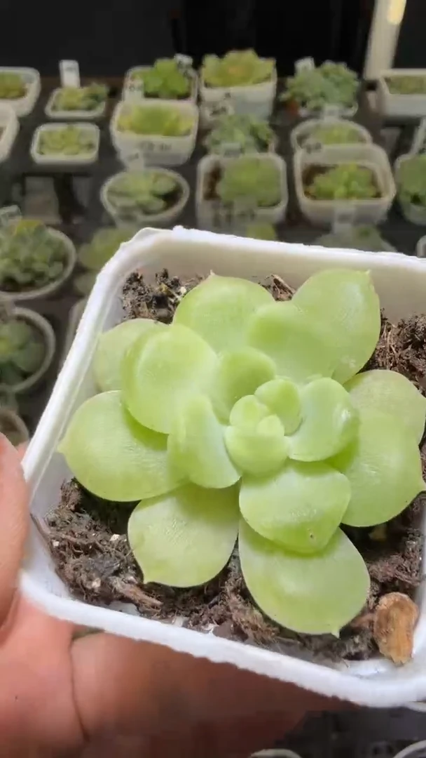 1653  CF1563多肉植物