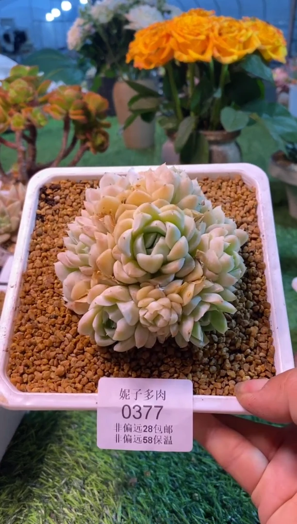 0377aa（满28包邮发货）