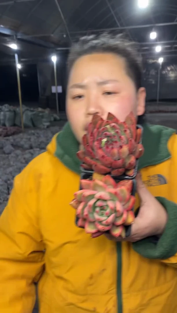 【闪购商品】20-弗兰克一红一粉带盆土5.8