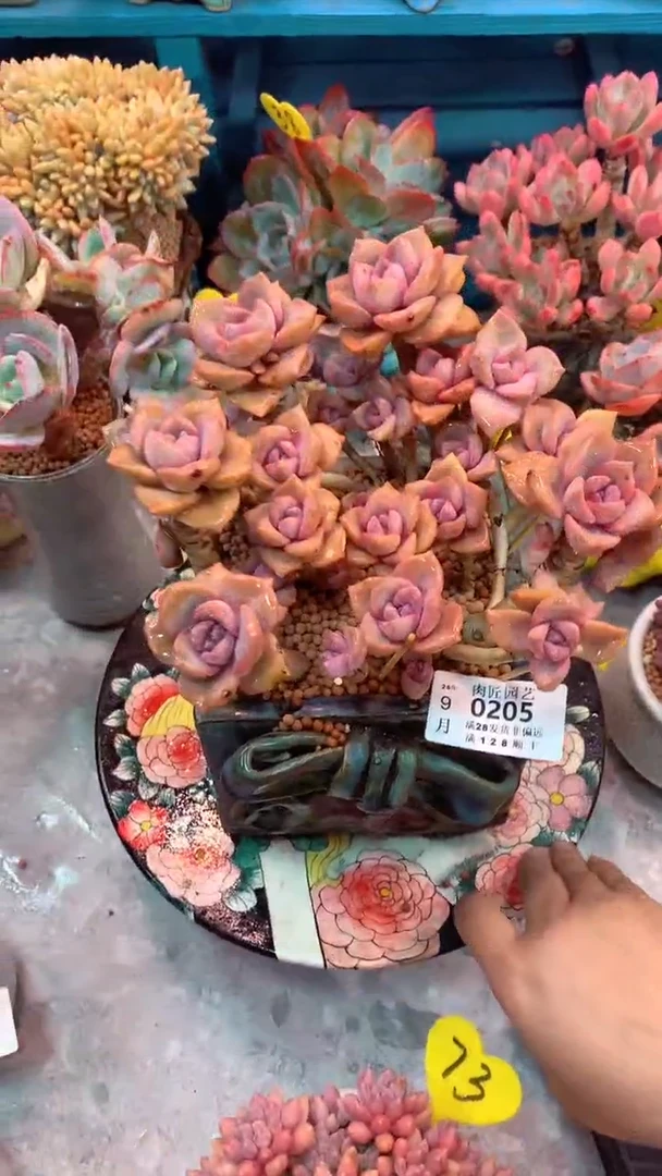 0205-模特区 彩虹糖