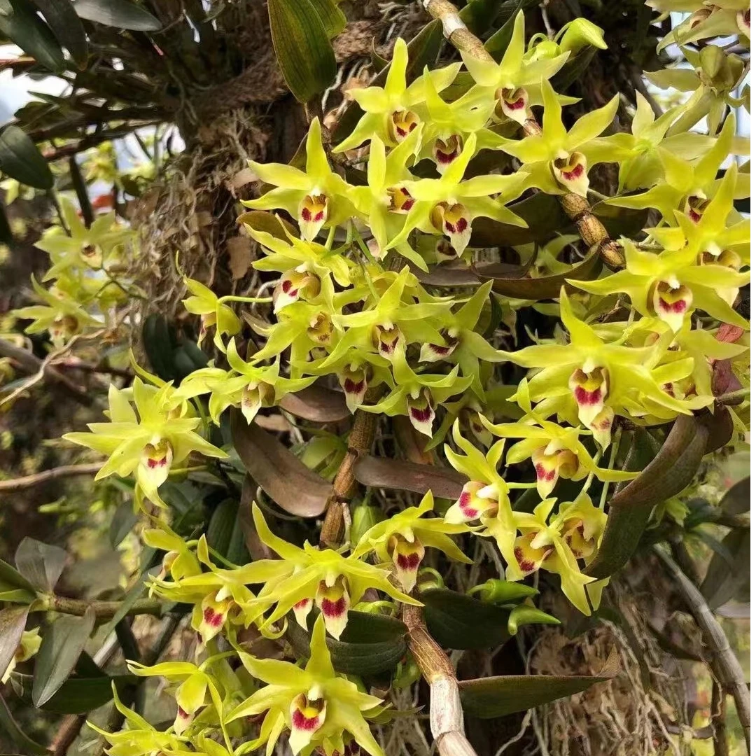 恩施高山 干石斛花净重50克