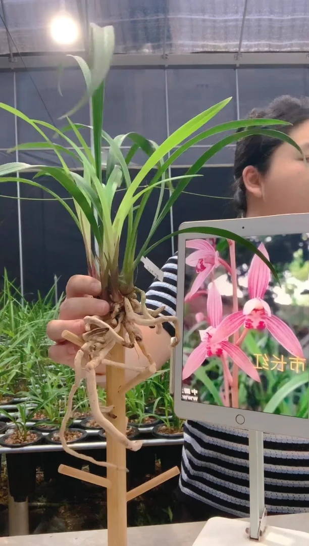 当前无花朵，栽培后可花朵伟市长红