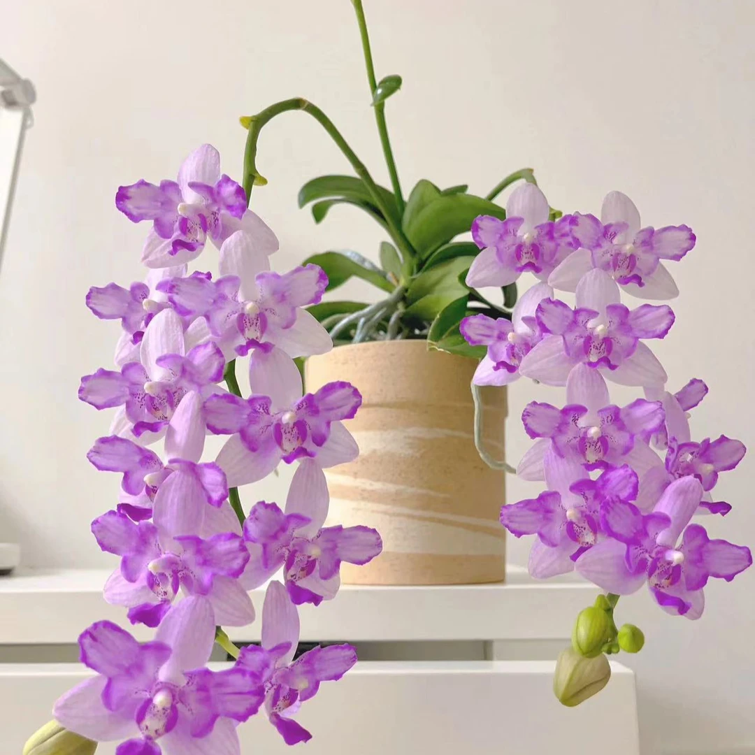 3.0杯 紫水晶蝴蝶兰  带花剑