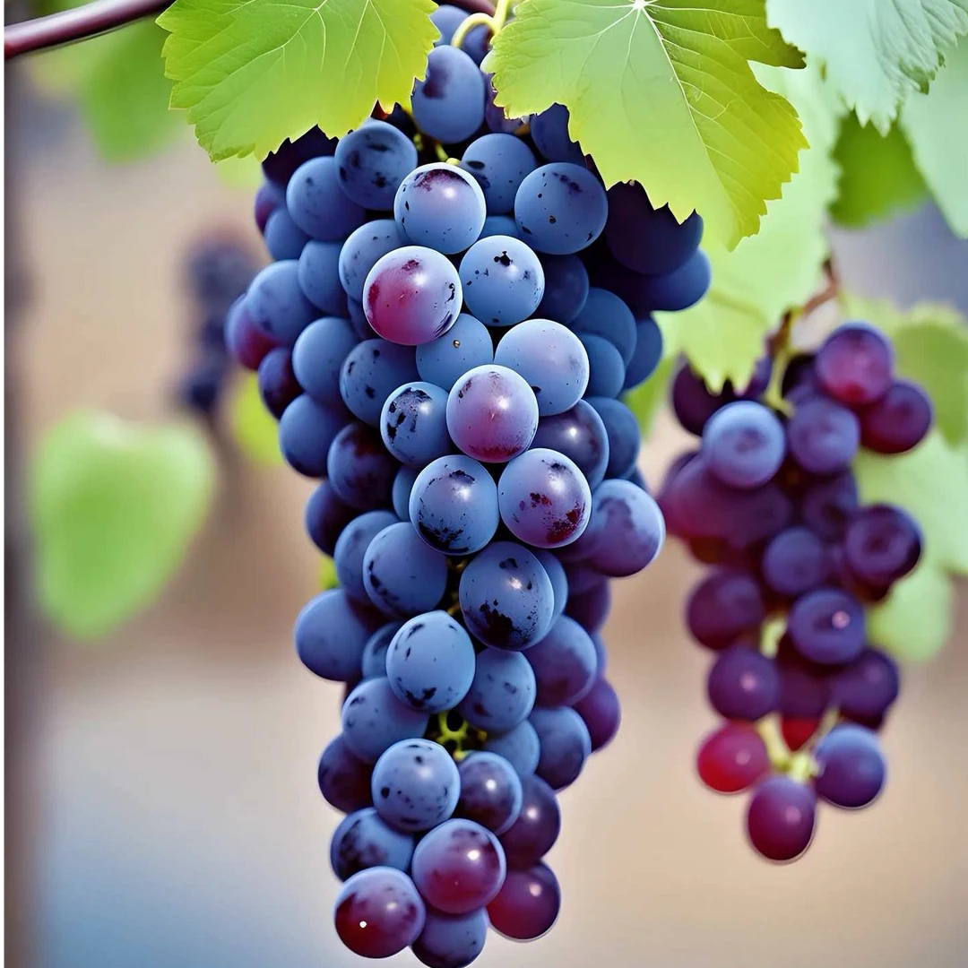 限量版云南楼铁源枫香月葡萄高甜微酸风味足汁水多【顺丰包邮】