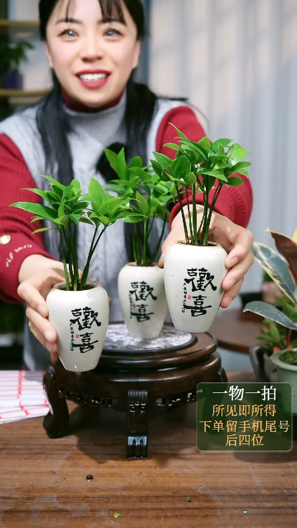 【闪购商品】39--竹柏欢喜随机