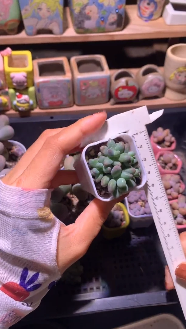 苹果奶酪多头群生，满28包邮，不满发一个叶片到付