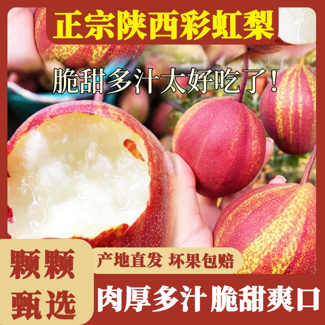 【产地直发】陕西正宗彩虹梨稀有品种新鲜当季水果酥脆多汁红皮梨A