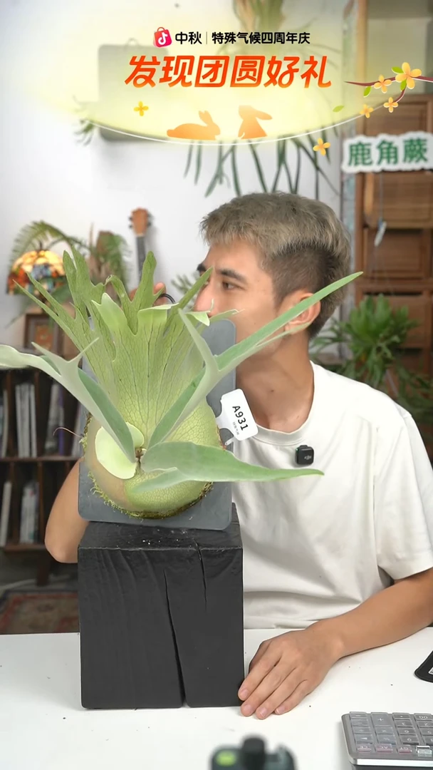 不开花植物A931-AR 黄月混播