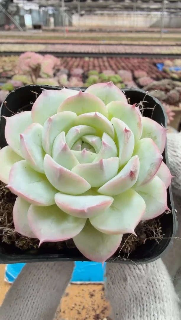 东云多肉园二店-543