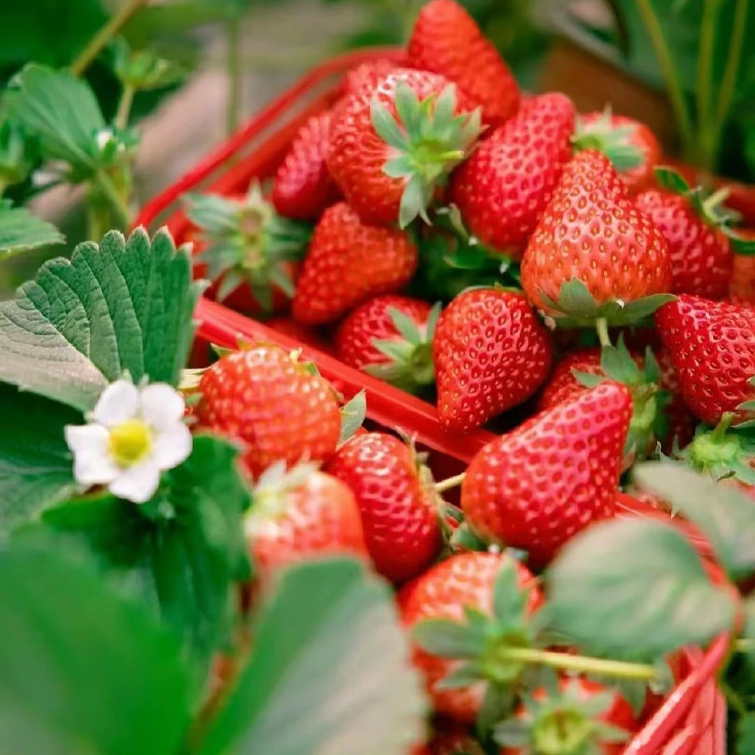 精选25年四季种植奶油草莓苗盆栽家庭种植易养活新手必入壮苗