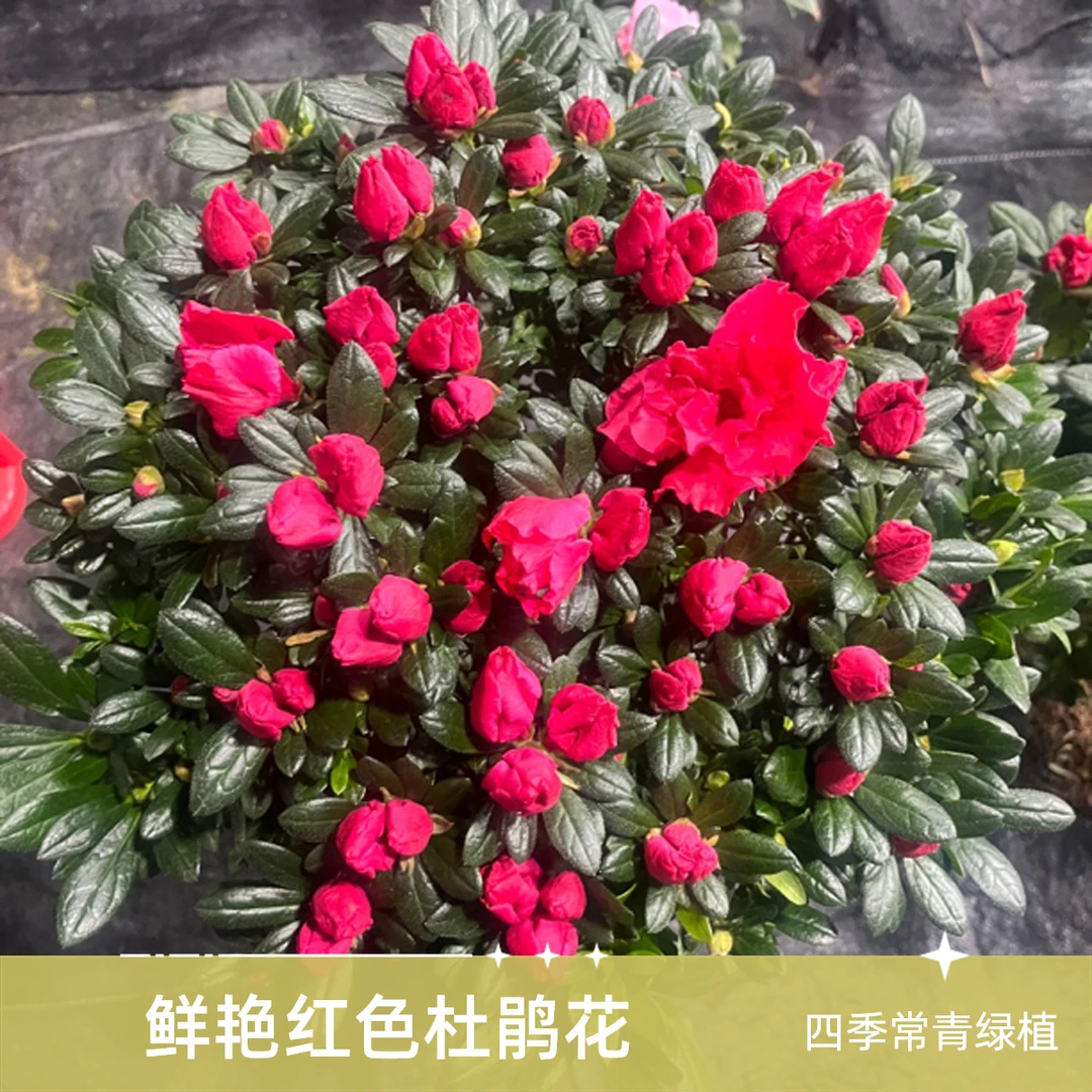 杨梅红四季杜鹃花好养活适合新老手顺丰包邮红色绿植盆栽室内