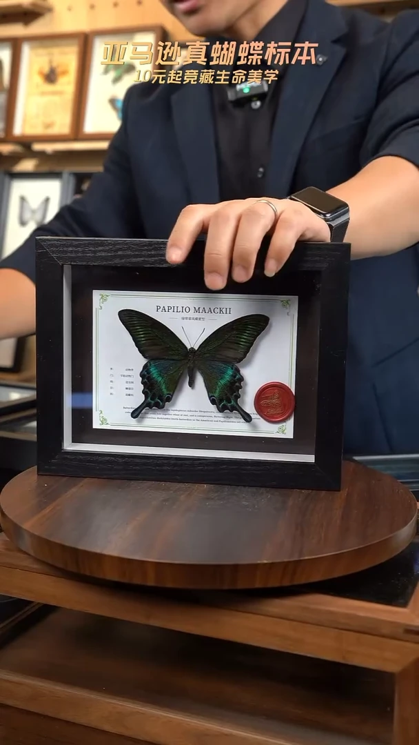 绿带翠凤蝶夏型8寸黑框国风版