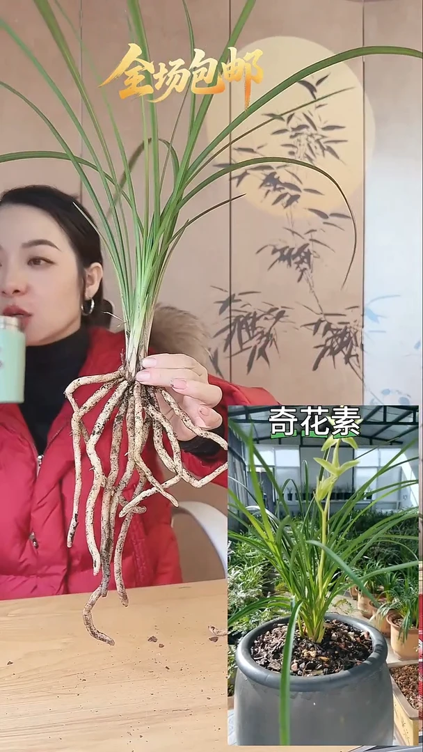 当前无花栽培后可以开花：奇花素