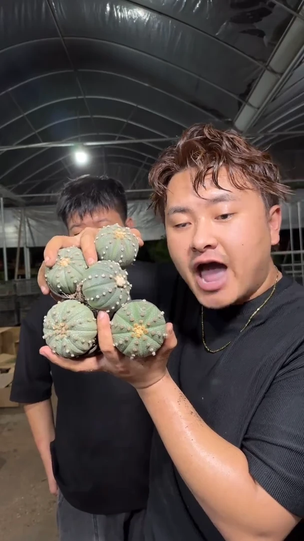 5颗 实生根 星兜 4-6cm