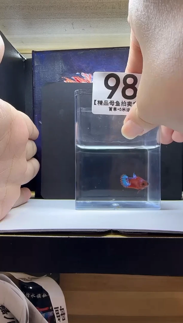 斗鱼母鱼编号：98