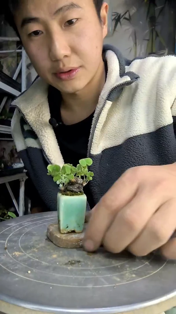 刺***?中青园艺一物一拍167