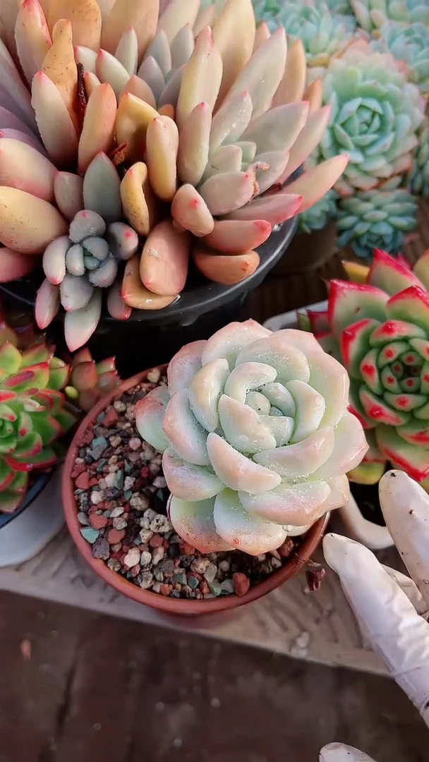 【闪购商品】17139