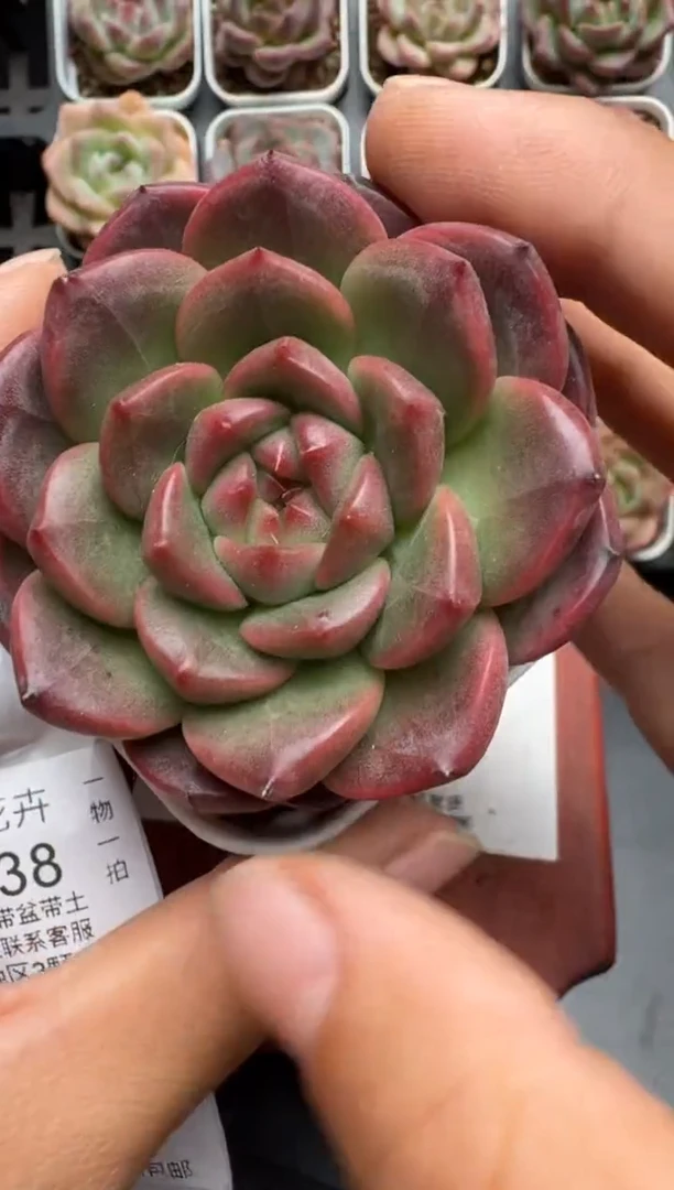 037P当天拍3颗包柚 带盆土发纸巾打包 云禹花卉 珍妮多肉植物