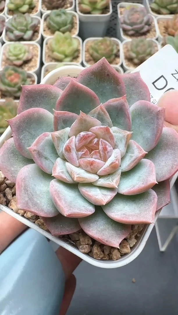 394D云禹多肉植物 带盆土纸巾打包 3颗包邮