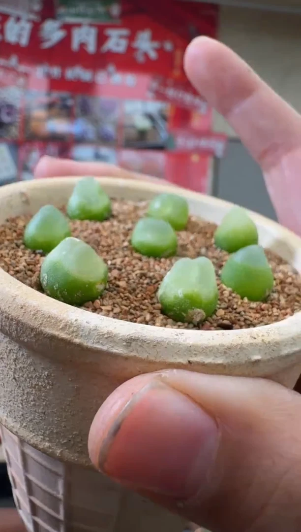 【闪购商品】3-5娘惹拉登一颗