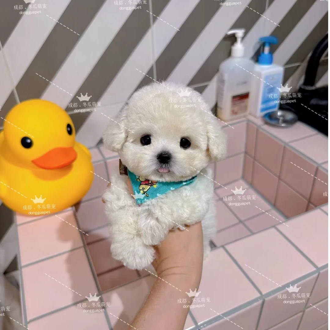 成都冬瓜萌宠小型犬马尔泰/泰迪熊/比熊/泰迪/雪纳瑞/博美/约克夏
