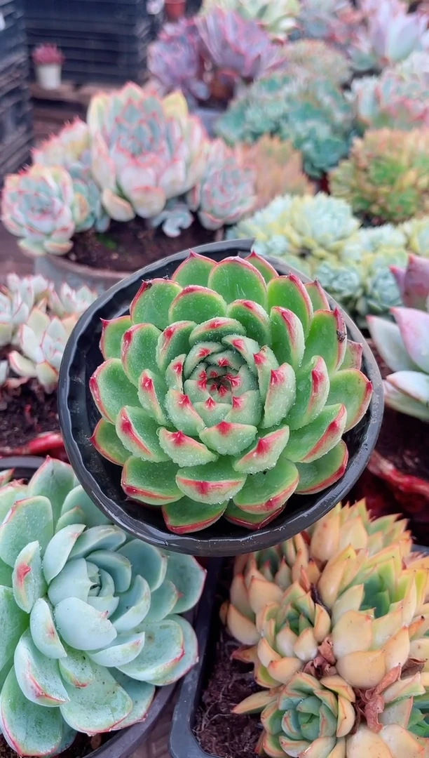 暗*多肉植物一物一拍15116