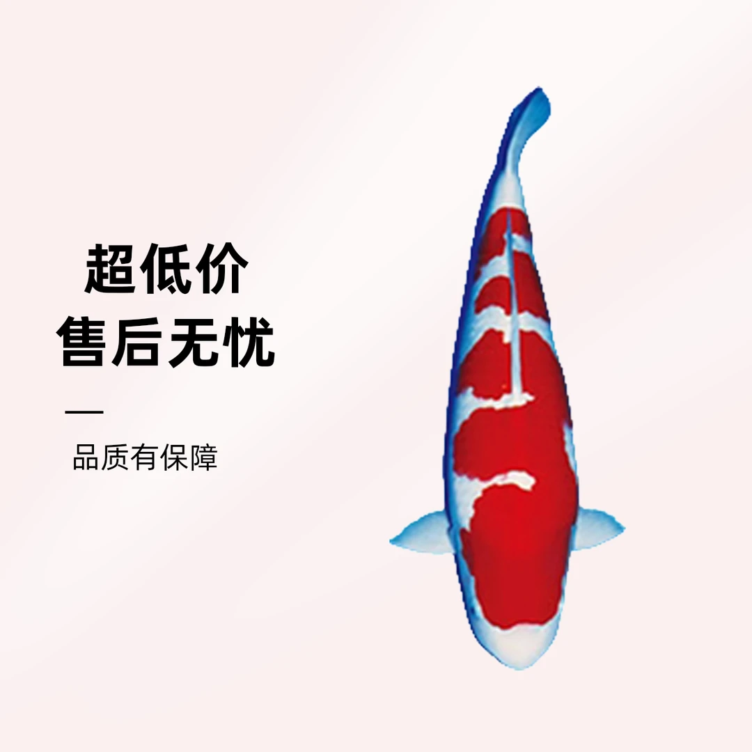 大正三色红白锦鲤观赏鱼