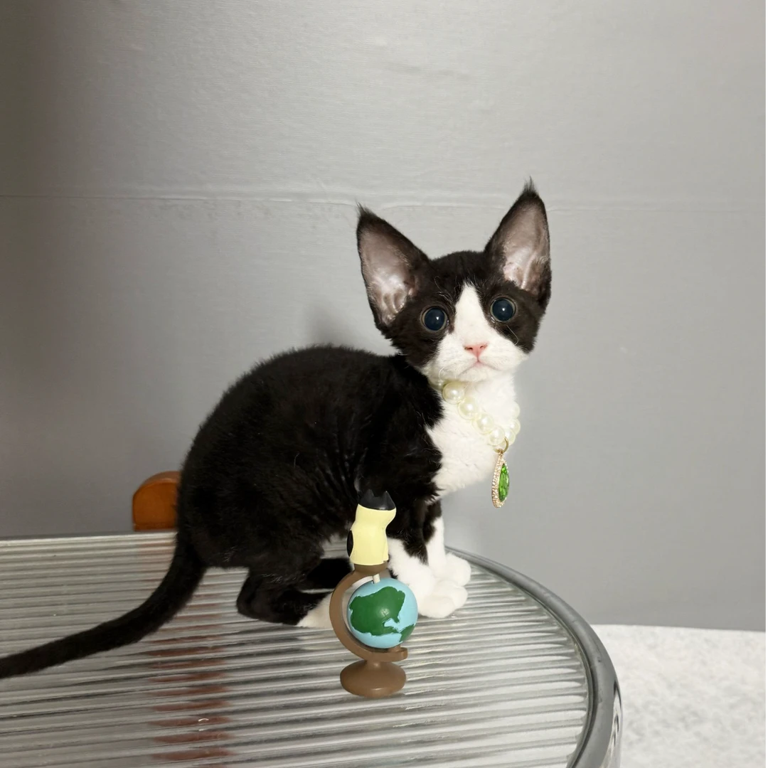 黑白德文卷毛猫  一针疫苗一次驱虫