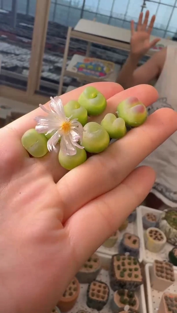 29-60多肉植物肉锥拉登一颗