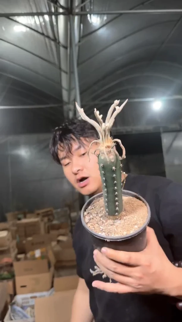 美杜莎【嫁接】秀普柱