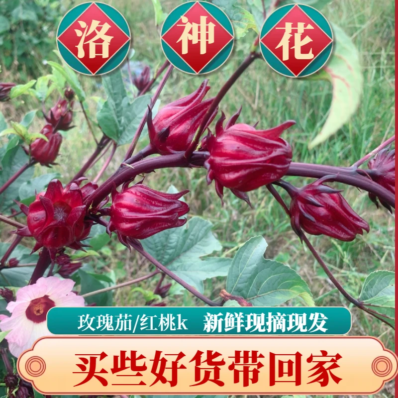 桂林2025新鲜洛神花玫瑰茄现摘红桃k果食用花泡酒果酱蜜饯酵素10