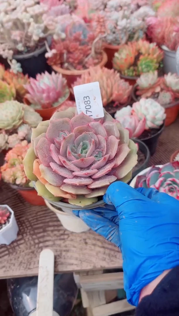 犇**爹跃跃精品多肉17083