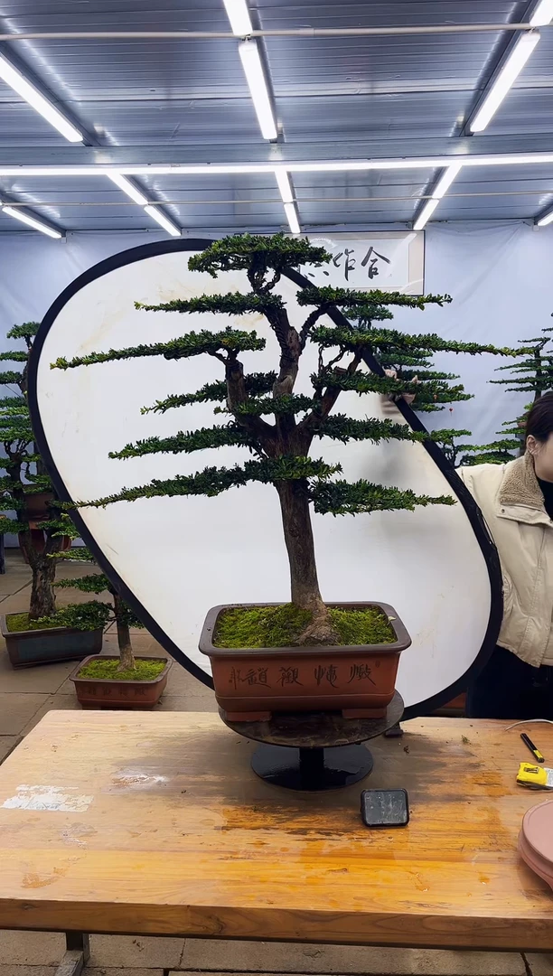 【闪购商品】高端盆景一物一拍，所见即所得