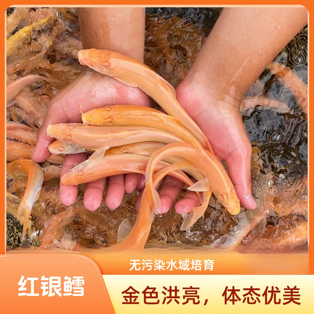 云朵儿（红眼银鳕鱼）淡水养殖 观赏鱼