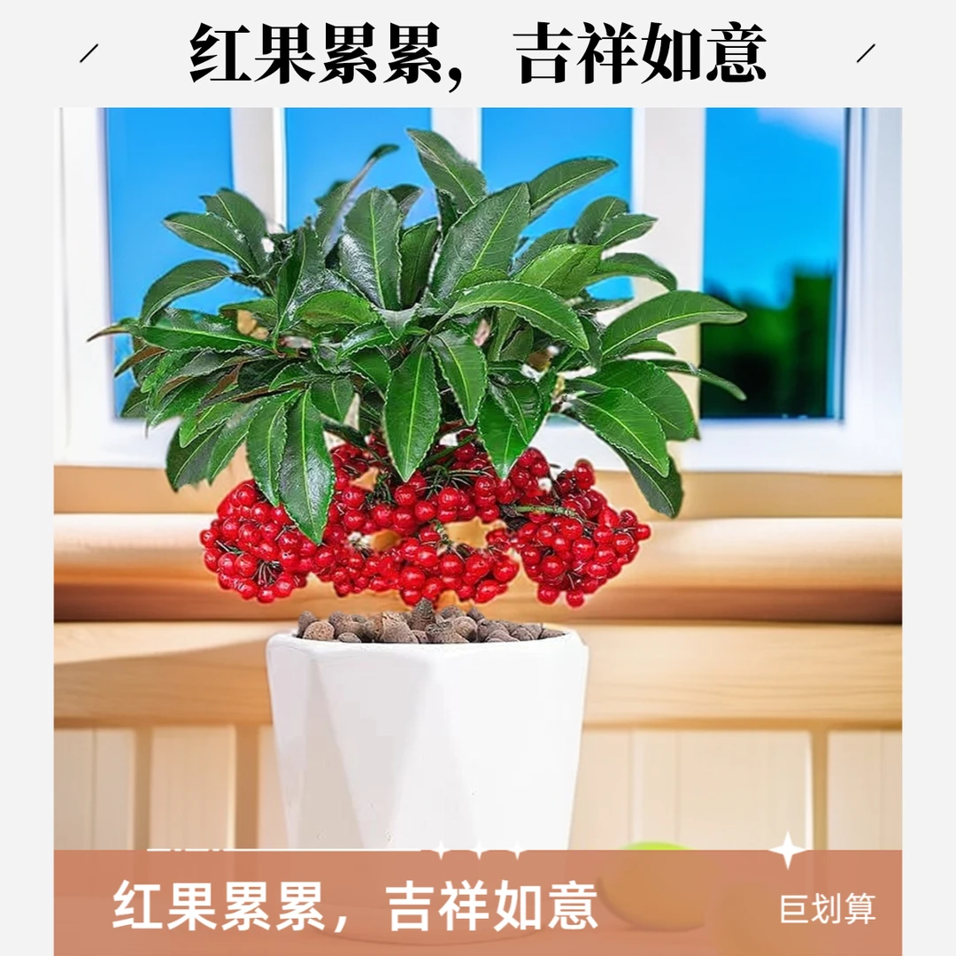 精品矮霸富贵籽朱砂根金玉满堂带果盆栽室内耐热年宵室内盆栽植物